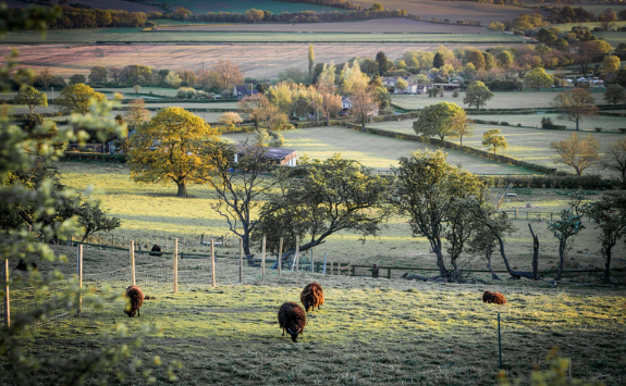 A view of of the Yorkshire countryside with sheep in foreground and some houses in the background	